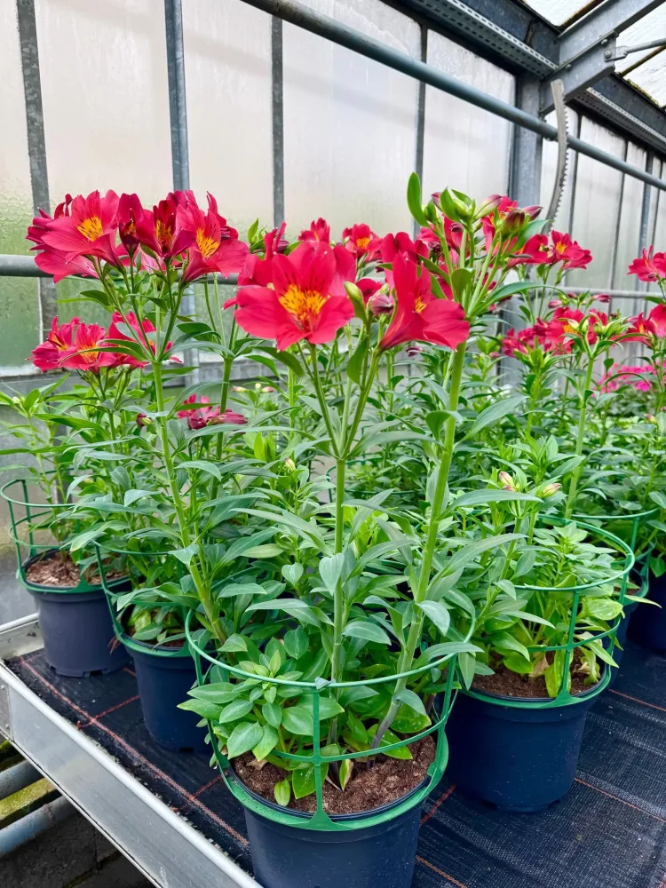 horticulture (2)