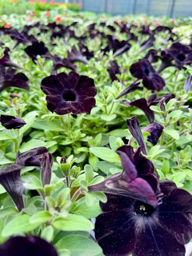 horticulture (3)
