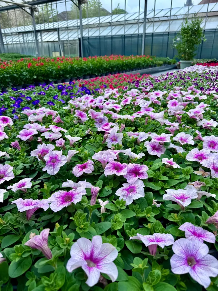 horticulture (4)
