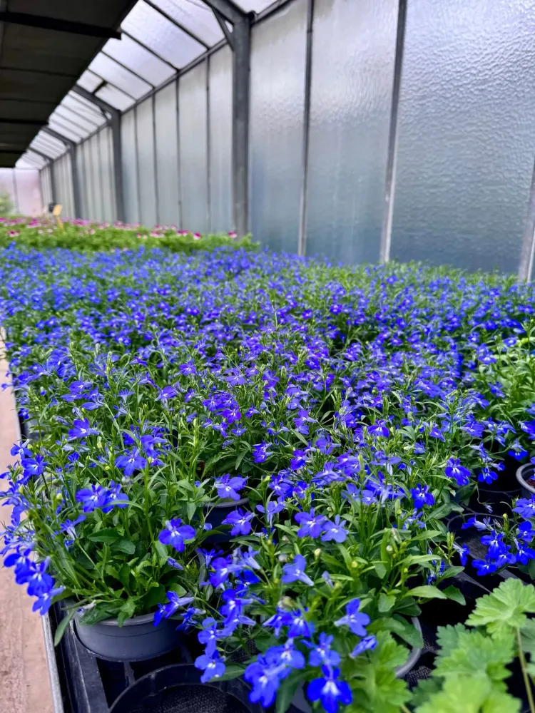 horticulture (6)