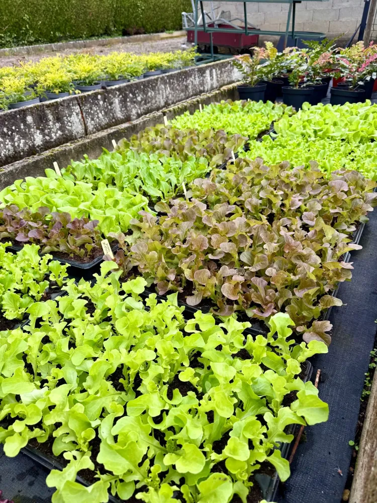 horticulture (7)