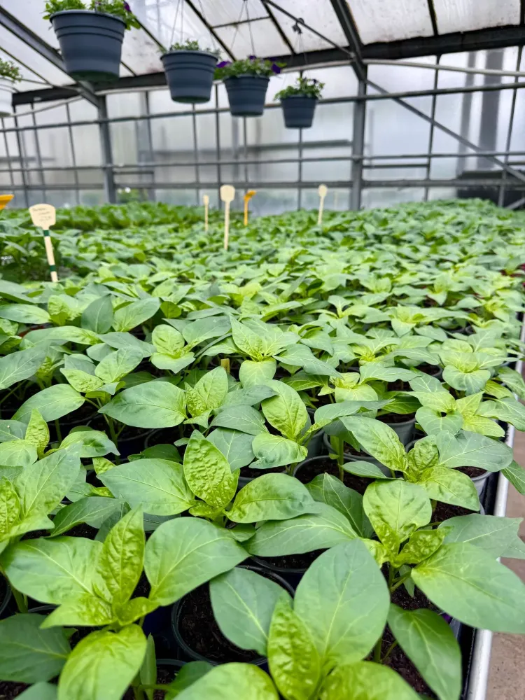 horticulture (8)