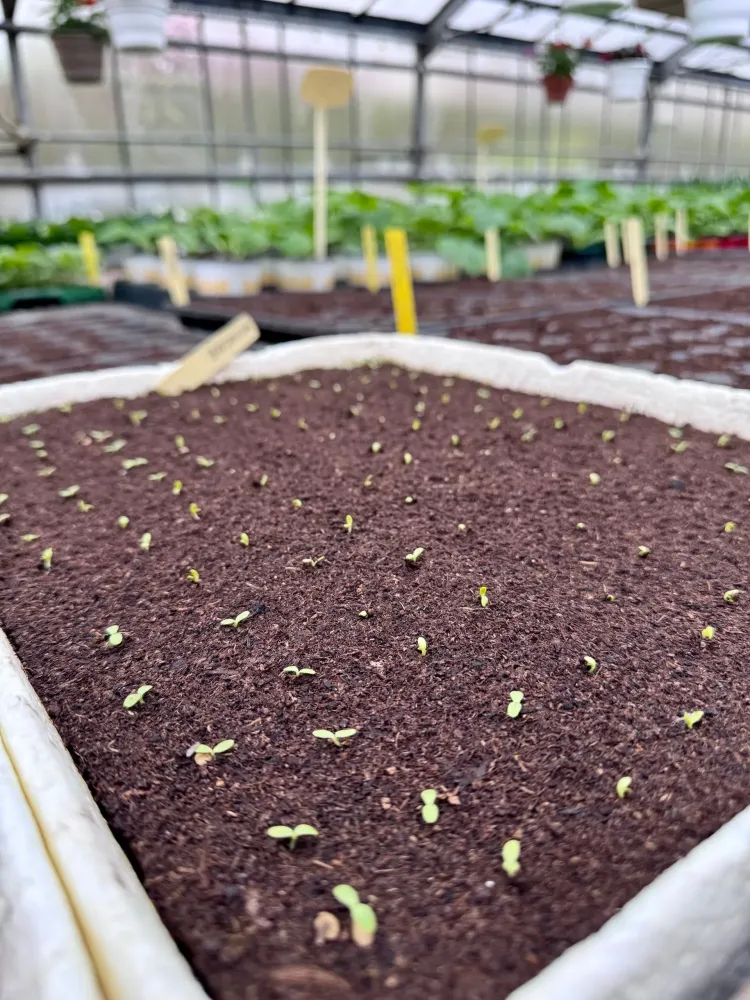 horticulture (11)