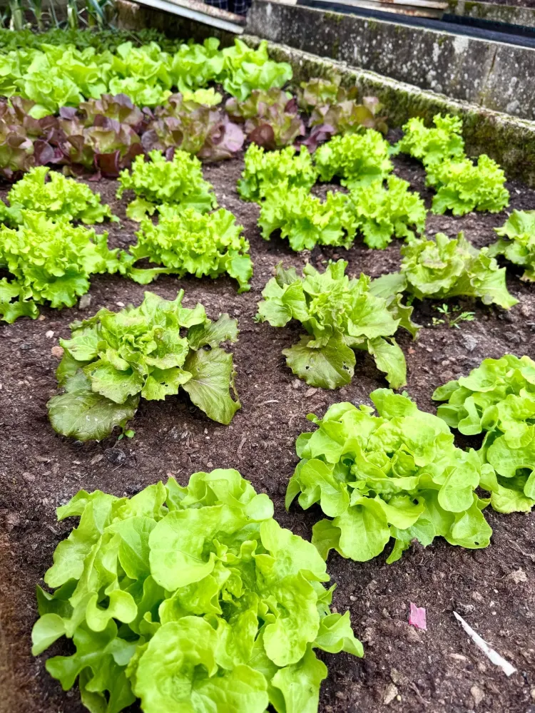 horticulture (12)