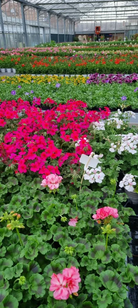 horticulture (13)