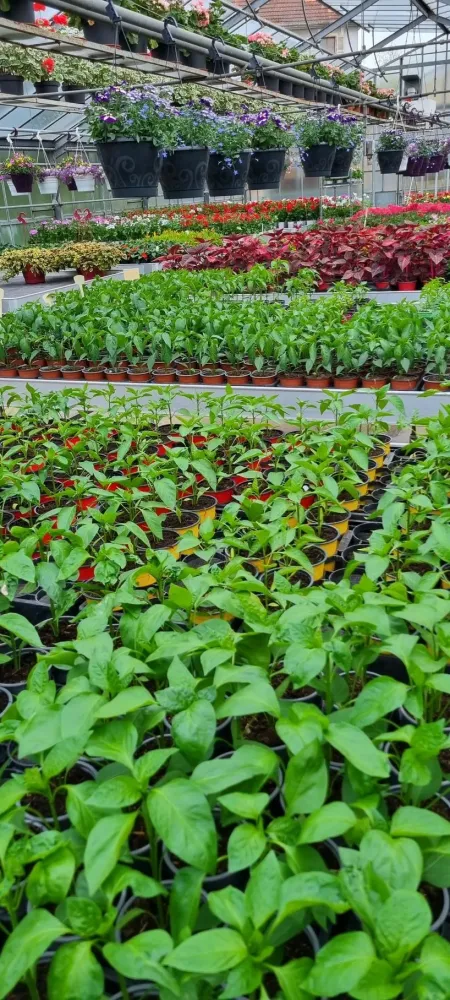horticulture (15)