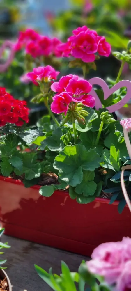 horticulture (18)