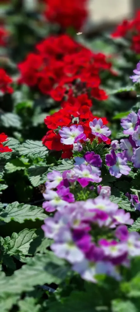 horticulture (19)