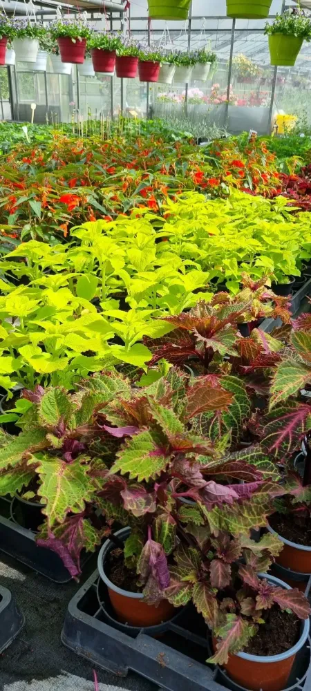 horticulture (20)