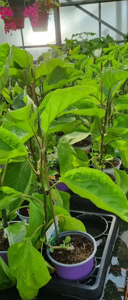 horticulture (21)