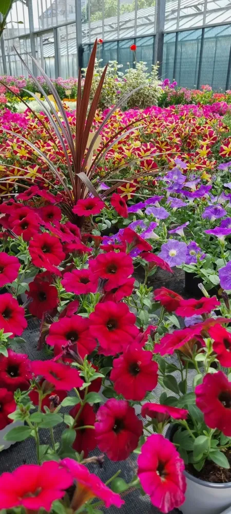 horticulture (1)